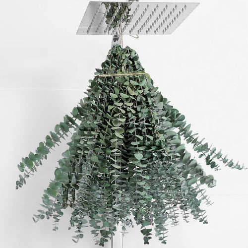 20 Pcs Eucalyptus for Shower Hanging Dried Eucalyptus Stems 17